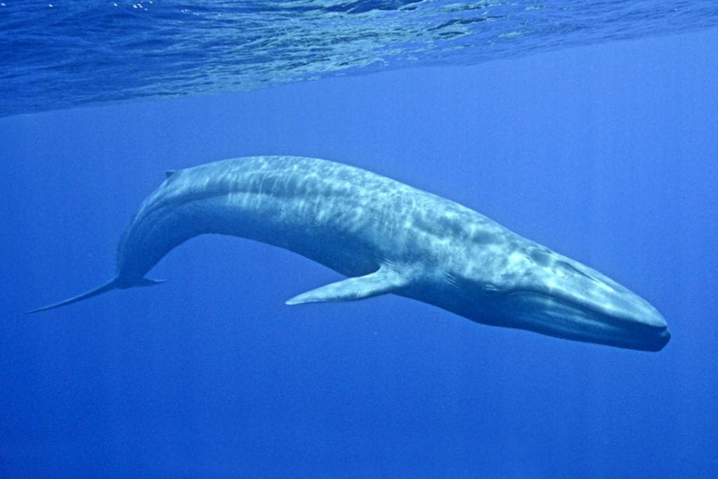 blue-whale-sri-lanka-3-mighty-earth