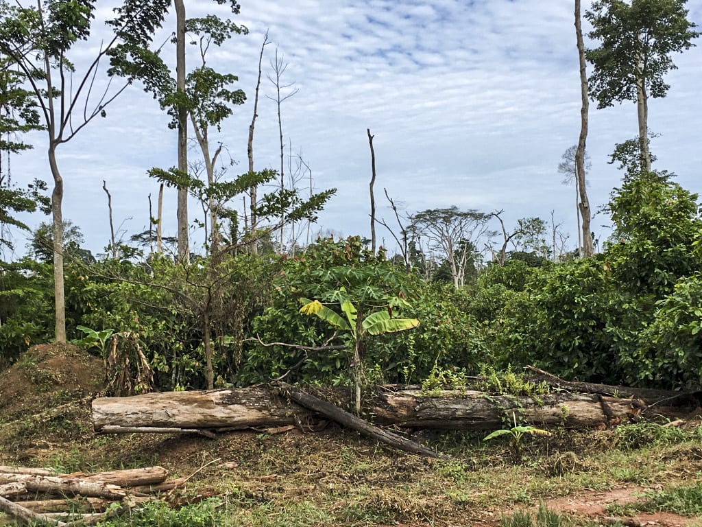 Your Cocoa, Kissed By Deforestation Mighty Earth