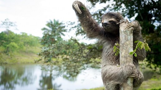 Sloth in Rain Forest