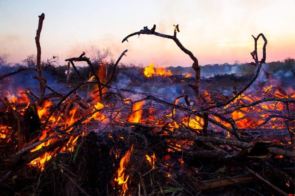 a burning branch on the amazon