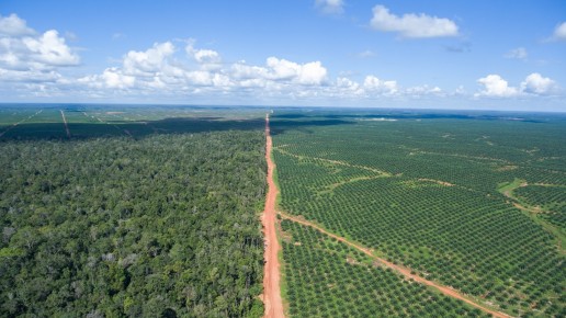 POSCO Daewoo palm oil concession