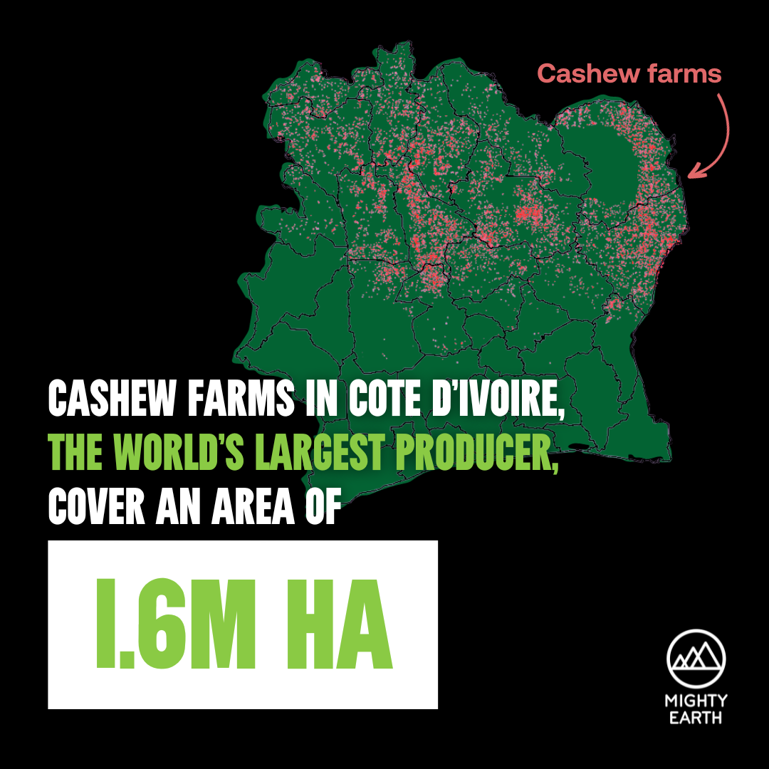 THE CASHEW CONUNDRUM: global demand for cashews is driving nature loss and food insecurity in Côte d’Ivoire
