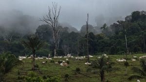 Image for European supermarkets turn their back on beef linked to Amazon deforestation