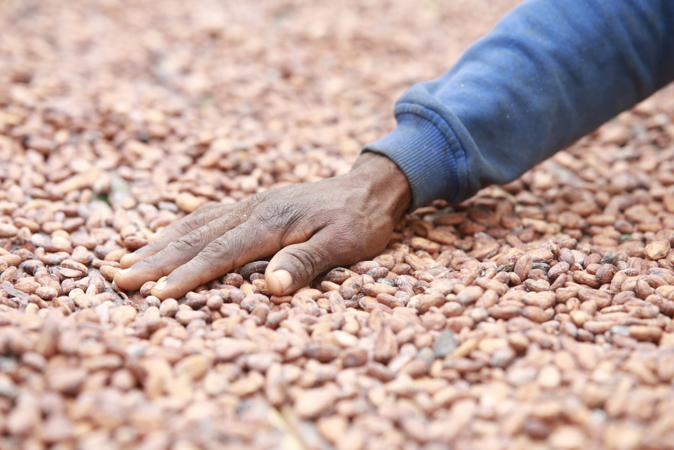 Image for Chocolate Scorecard 2023: cocoa's impact on deforestation and climate 