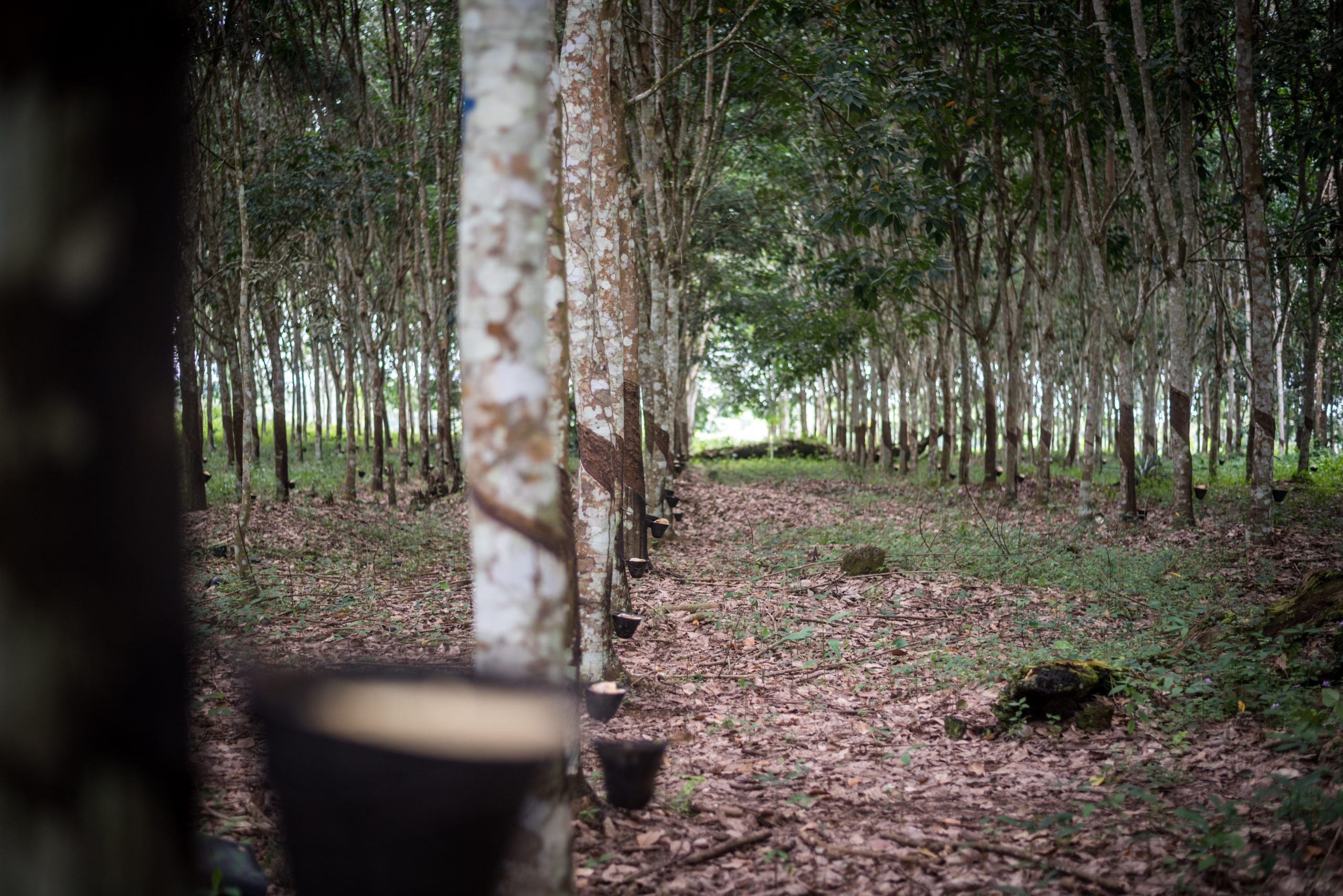 Why Rubber Must be Kept in the EU’s Anti-Deforestation Law