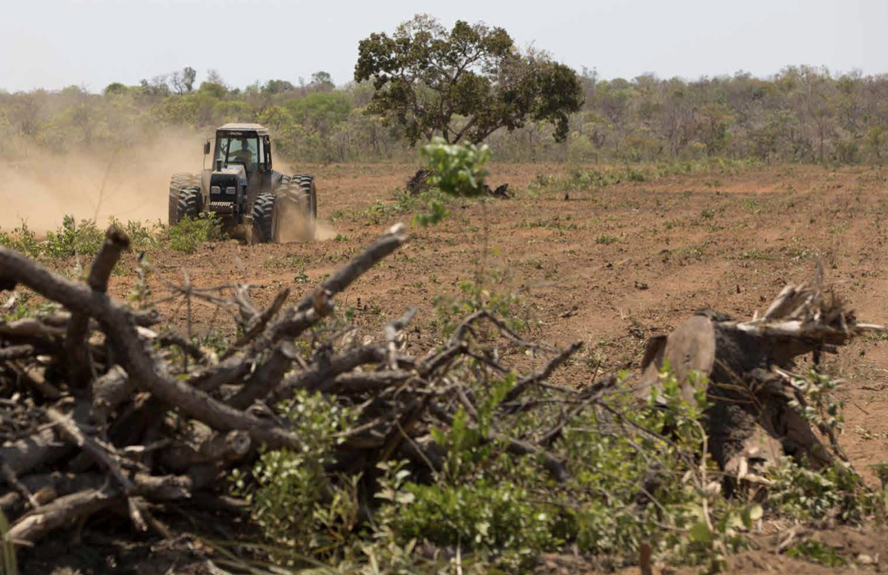 Image for European Supermarkets fail to act on deforestation-linked soy