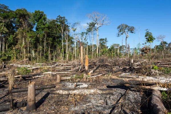 Deforestation cases linked to JBS beef supply chain harm Indigenous lands